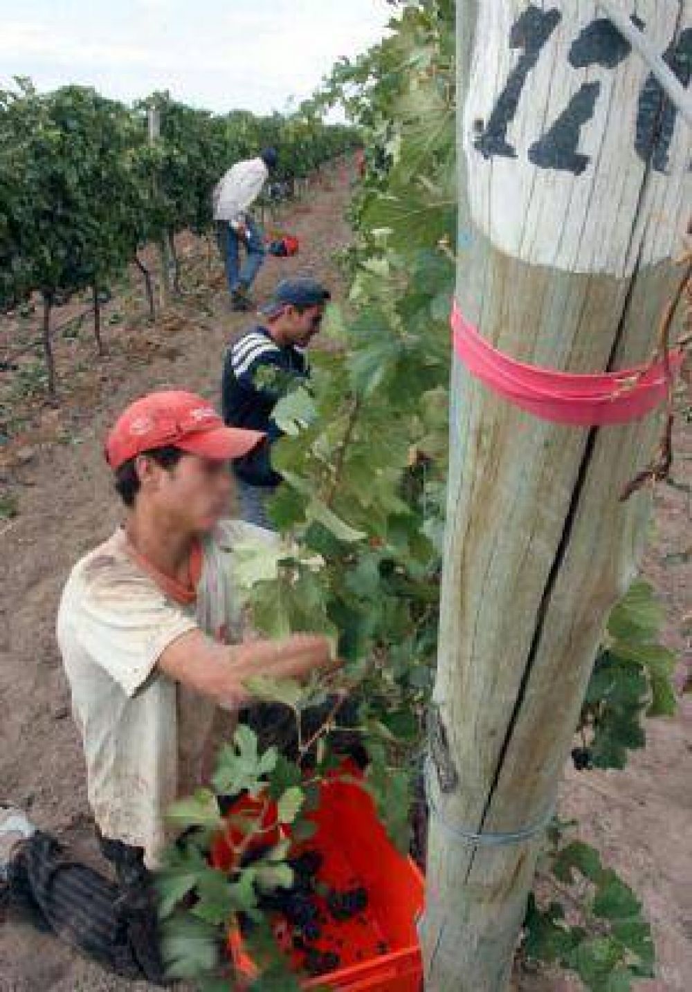 Se extiende la plaga que ataca vi�edos mendocinos