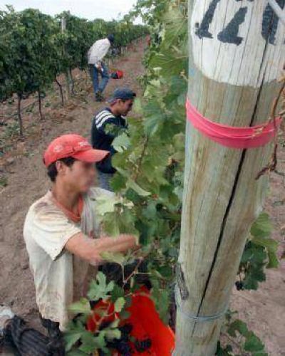 Se extiende la plaga que ataca vi�edos mendocinos