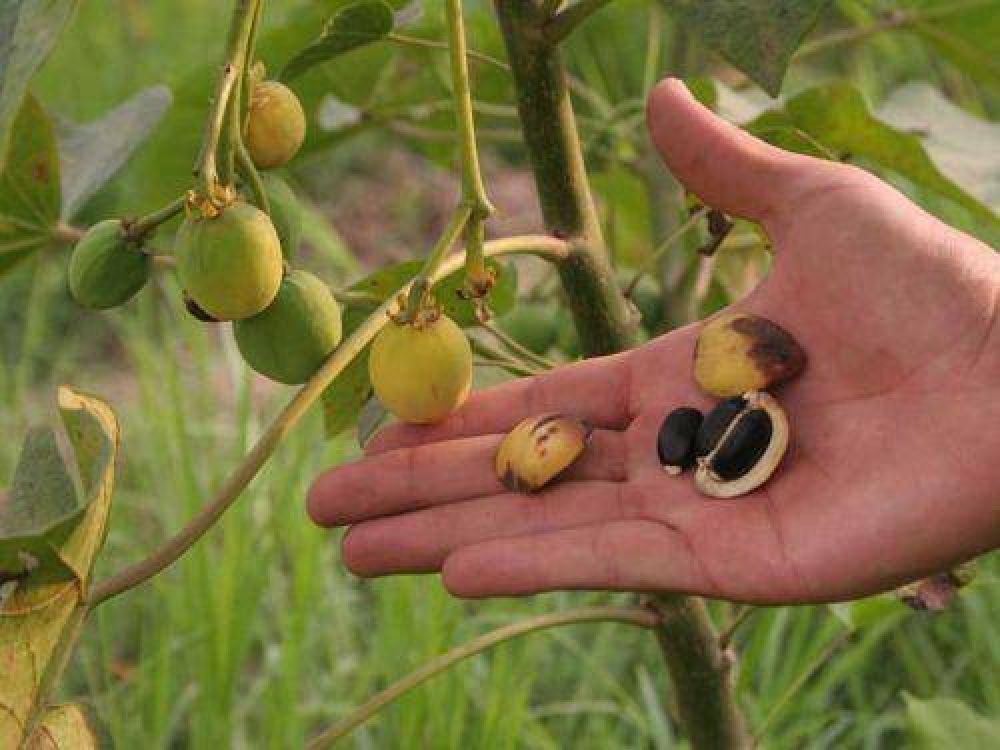 Trabajan en el mejoramiento gen�tico de la jatropha para la producci�n de biocombustibles
