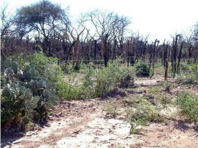   Advierten del avance de la desertificaci�n en Mendoza
