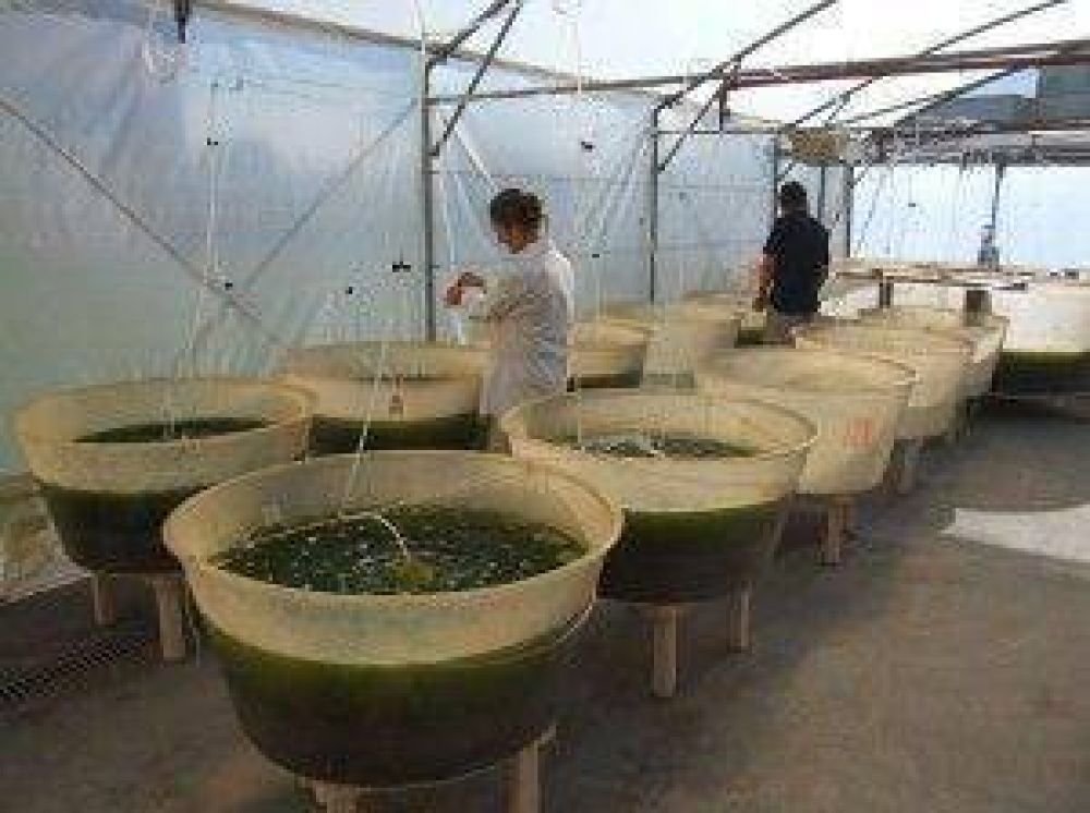 Investigadores marplatenses buscan producir biodiesel desde microalgas