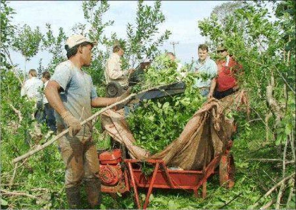 El INYM se comprometi� a hacer cumplir los valores de la yerba mate
