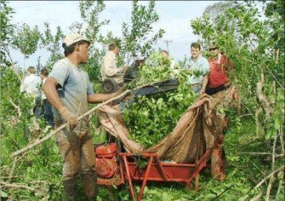 El INYM se comprometi� a hacer cumplir los valores de la yerba mate