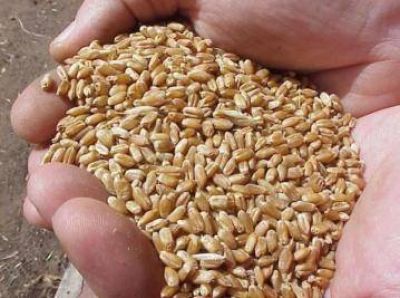 Habilitan a productores locales a vender 200.000 toneladas de trigo