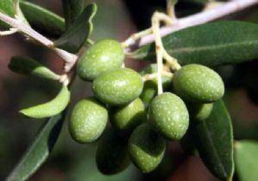 Por efecto del clima, la cosecha de olivos ser� un 20% menor este a�o