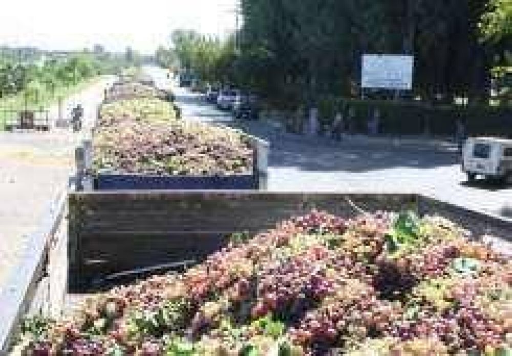Mosto: San Juan ya hizo 22,6%, Mendoza s�lo 2%