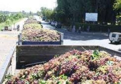 Mosto: San Juan ya hizo 22,6%, Mendoza s�lo 2%