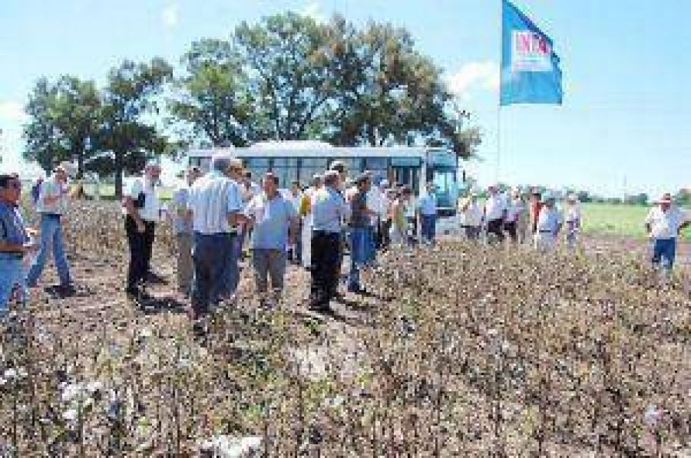 Desaf�o de mayor tecnolog�a y mejores rendimientos algodoneros   