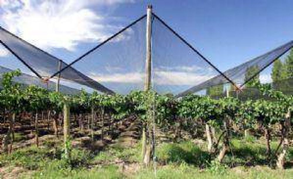 Avanza la propuesta para instalar f�brica de malla antigranizo