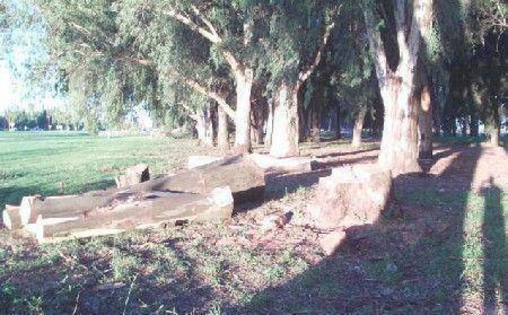 Vecinos indignados con la tala de �rboles en un amplio sector del Parque Borchex