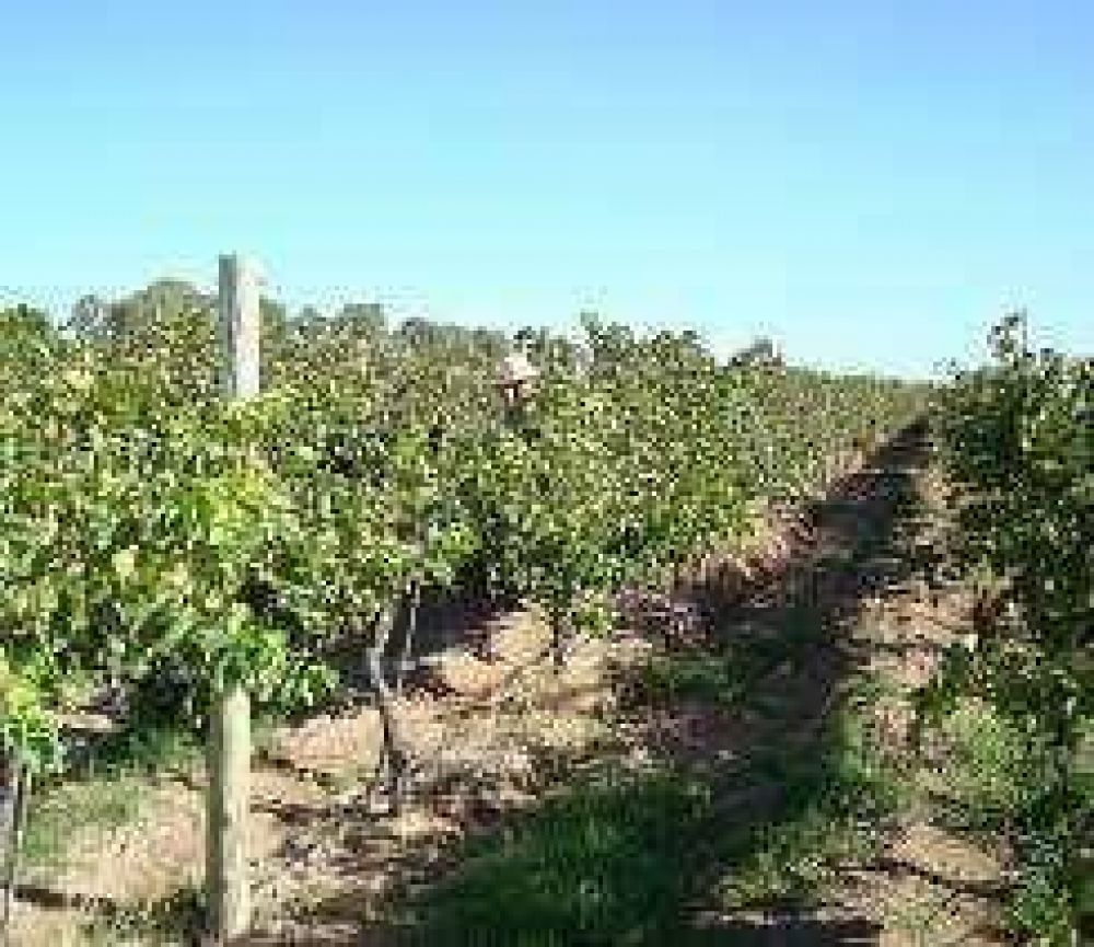San Juan, lejos de Mendoza al integrar a los vi�ateros