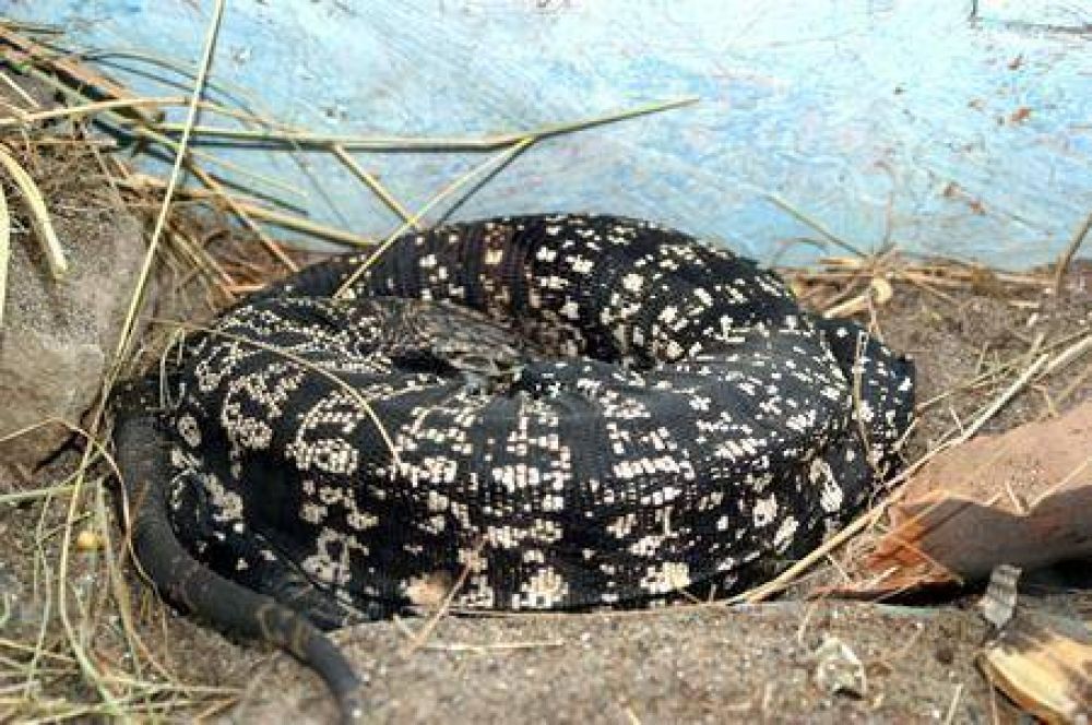 Se inaugura sector de Exotario y de Microfauna Patag�nica en el Zoo de Rawson