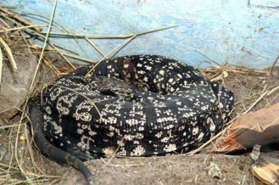 Se inaugura sector de Exotario y de Microfauna Patag�nica en el Zoo de Rawson