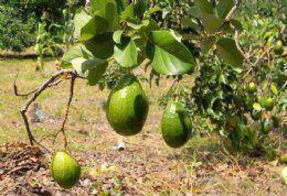 La Provincia declar� la emergencia agropecuaria