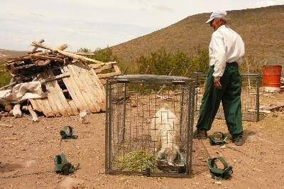  Los pumas amenazan la econom�a de 160 productores de chivos