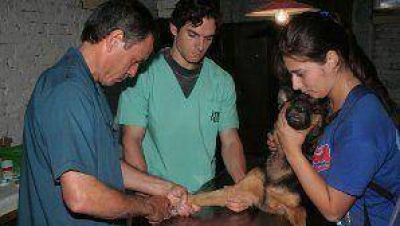 Berazategui: operativo de castraci�n canina y felina Se realizar�n en forma gratuita y en distintos barrios.Ver cronograma.