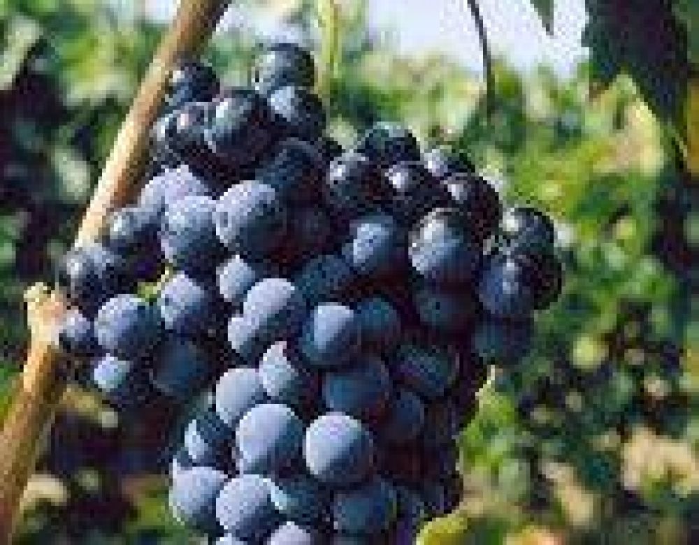 El bajo grado y el poco color en las uvas perjudica al mosto en la provincia