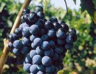 El bajo grado y el poco color en las uvas perjudica al mosto en la provincia