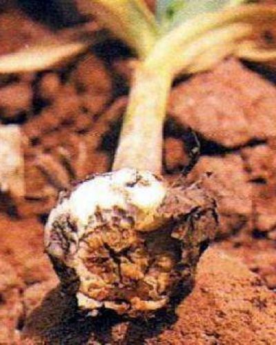 Denuncian en San Juan el ingreso de ajo mendocino infectado