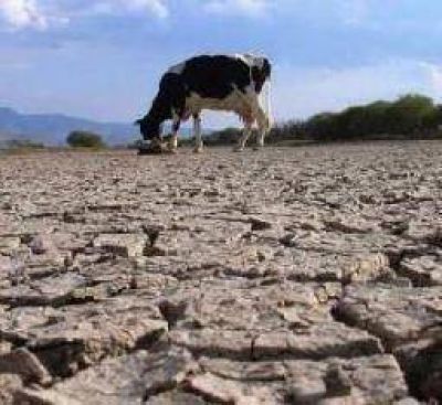 El gobierno busca auxilio para el devastado sector ganadero
