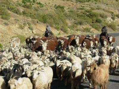  Comenz� el arreo hacia los campos de invernada