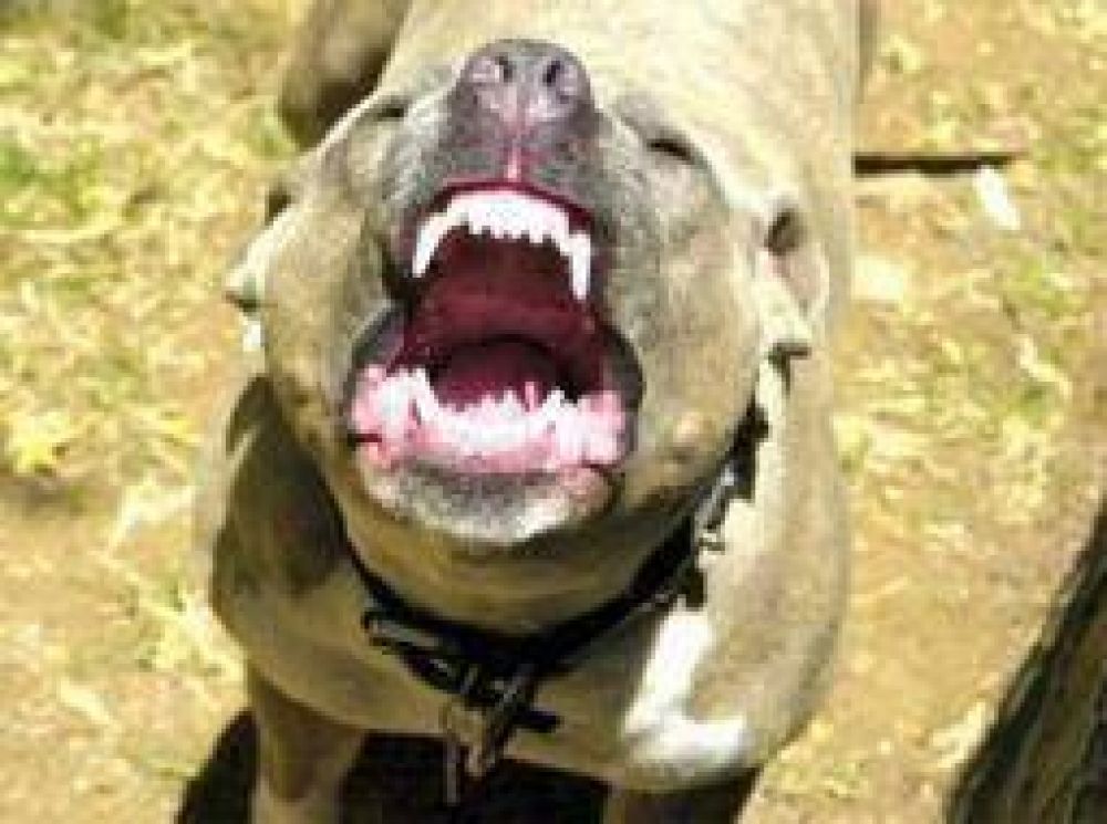 Entra en vigencia la ley de perros peligrosos