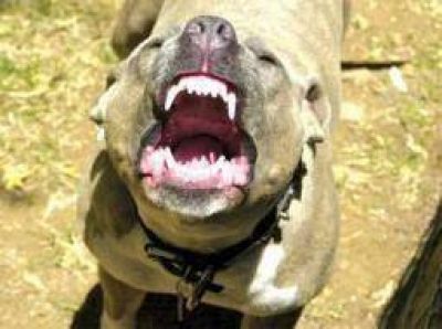 Entra en vigencia la ley de perros peligrosos