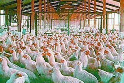 Carne no, pollo s�