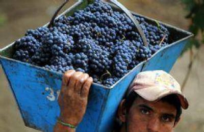 Vendimia 2010: a�n queda por levantar el 35% de la uva