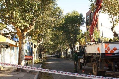 Escobar - OPERATIVOS DE PODA CORRECTIVA EN EL DISTRITO