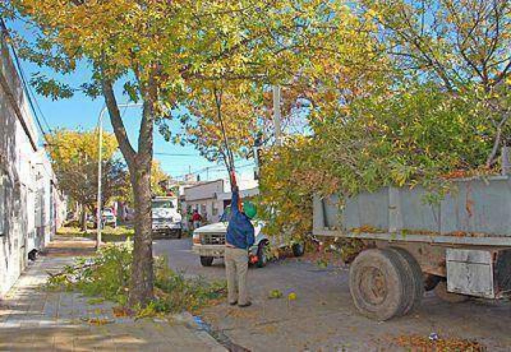 El Municipio present� las tareas de limpieza del arbolado p�blico que se diagram� para los diferentes barrios 
