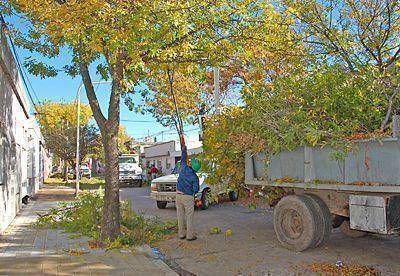 El Municipio present� las tareas de limpieza del arbolado p�blico que se diagram� para los diferentes barrios 