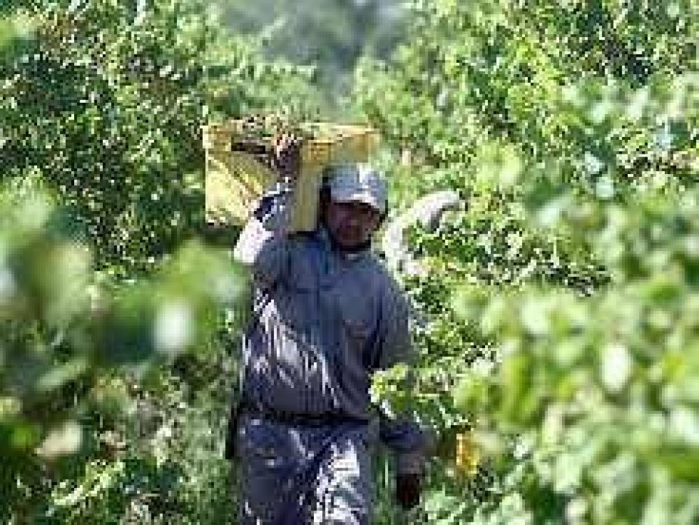 Ser� pobre este a�o la producci�n de mosto