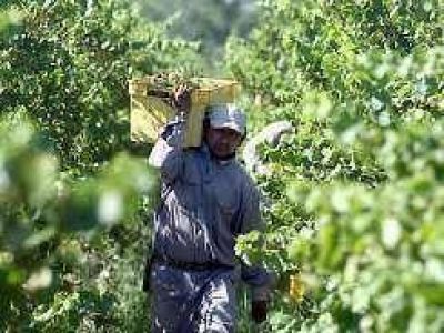Ser� pobre este a�o la producci�n de mosto