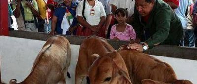 Ch�vez sigue encarcelando carniceros