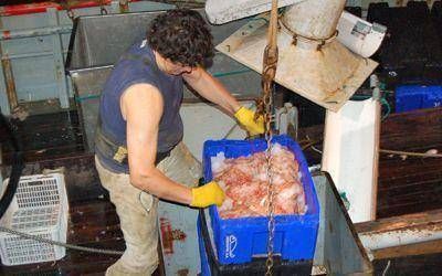 En Chubut se pesca langostino de mejor talla que en Santa Cruz