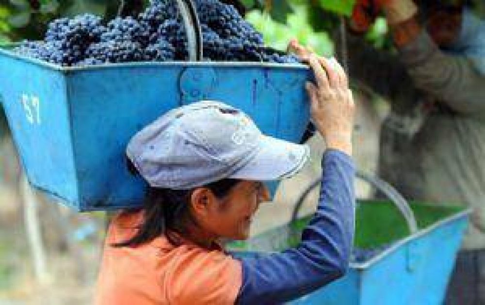 La vendimia dej� 20% m�s uva que en 2009, pero menos que en 2008 y 2007