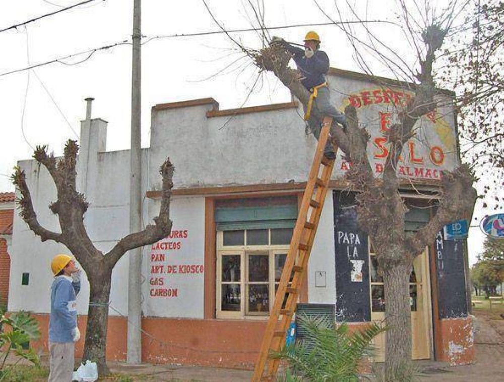 Comenz� la poda en Saladillo