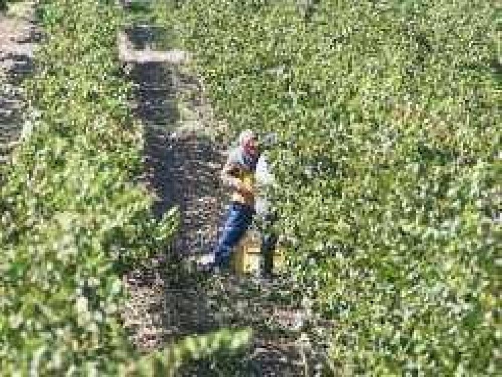 La cosecha, con m�s uvas y vino de calidad
