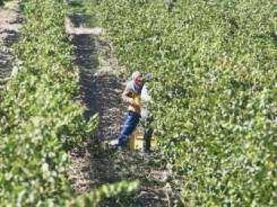 La cosecha, con m�s uvas y vino de calidad
