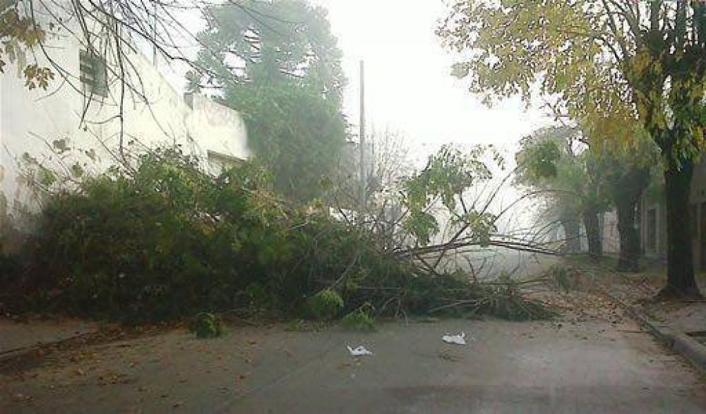 Multan a EDEN por poda irresponsable