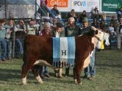 Tandil: Comienza muestra de hacienda