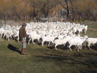  Aprobaron aportes para peque�os ganaderos ovinos de la Regi�n Sur