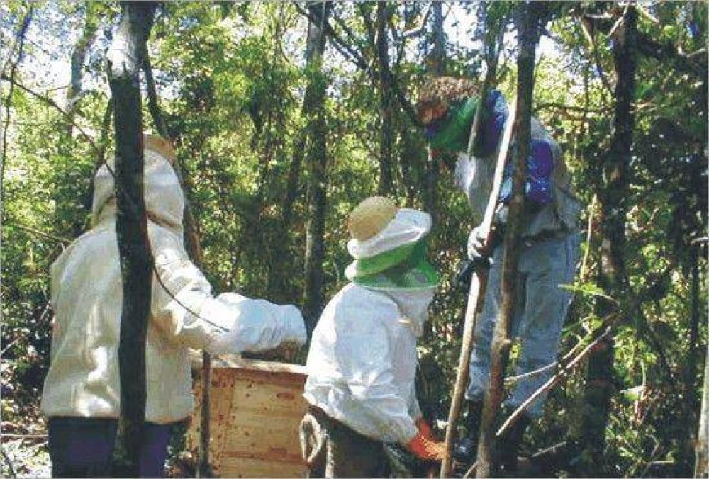Misiones pidi� incorporar conceptos al proyecto de Ley Ap�cola nacional