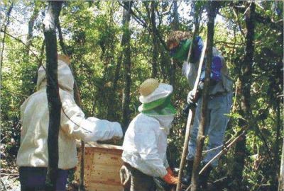 Misiones pidi� incorporar conceptos al proyecto de Ley Ap�cola nacional