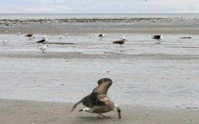 La Cuenca del Golfo San Jorge tambi�n padece secuelas de la actividad industrial