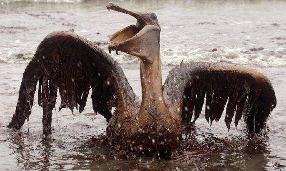  Tras el derrame de crudo, Rusia promueve un fondo global contra desastres ambientales  