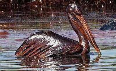 BP ya gast� u$s 1.250 millones para intentar frenar el derrame de petr�leo