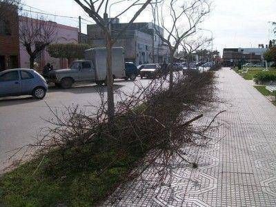 Poda correctiva en Plaza Colon