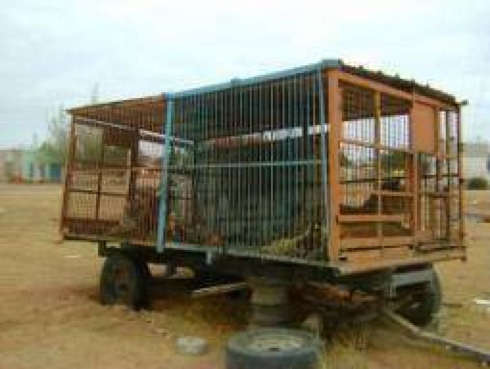 Rescataron varios animales explotados por circo en Patqu�a
